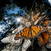 Migración de mariposas monarca Migración de mariposas monarca