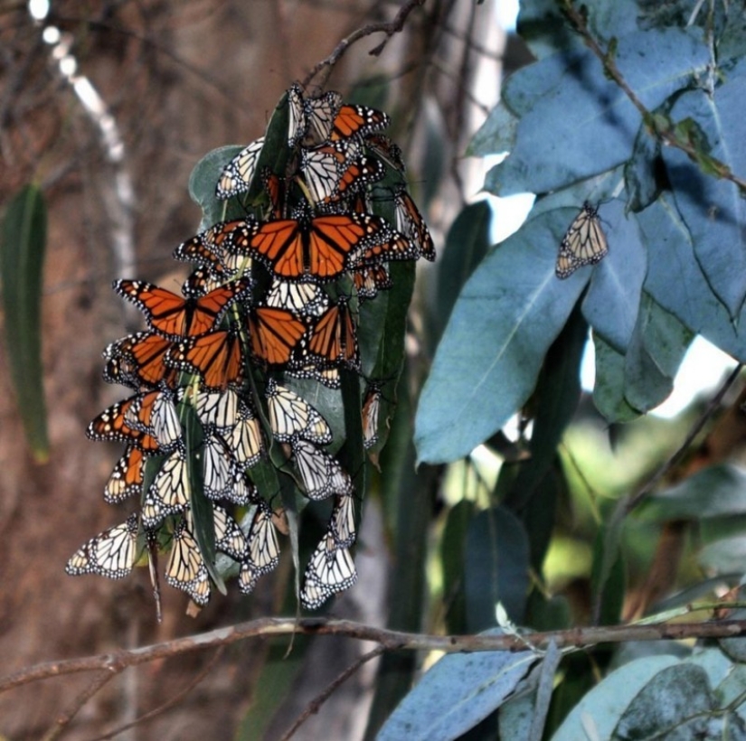 Migración de mariposas monarca Migración de mariposas monarca