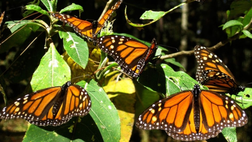 Migración de mariposas monarca Migración de mariposas monarca