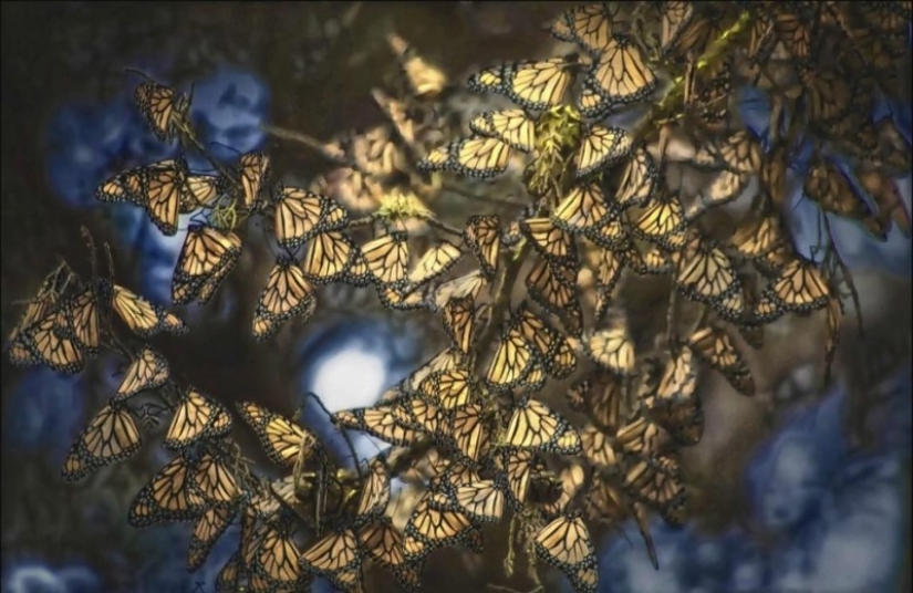Migración de mariposas monarca Migración de mariposas monarca