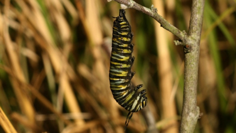 Migración de mariposas monarca Migración de mariposas monarca