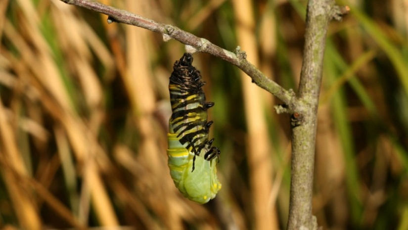 Migración de mariposas monarca Migración de mariposas monarca