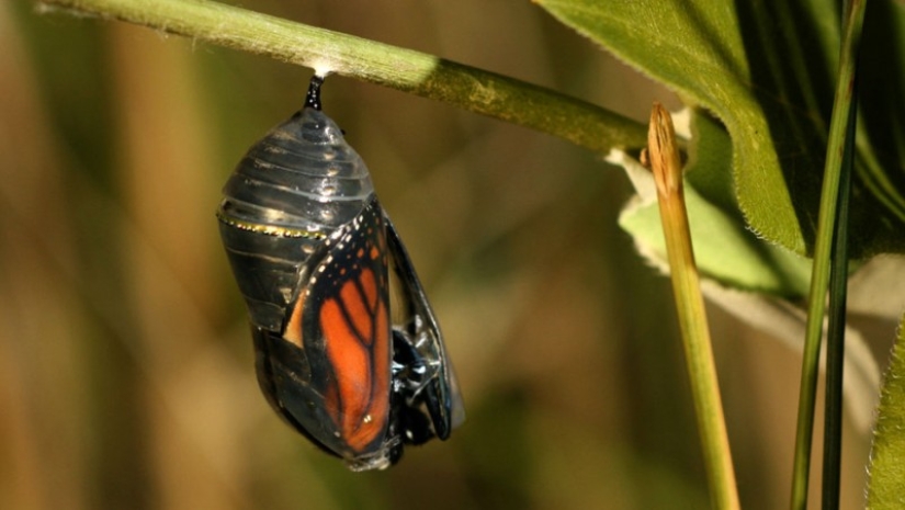 Migración de mariposas monarca Migración de mariposas monarca