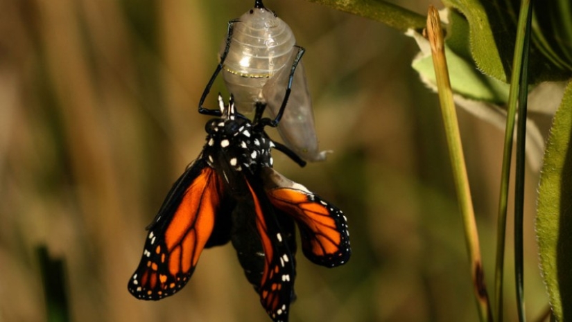 Migración de mariposas monarca Migración de mariposas monarca