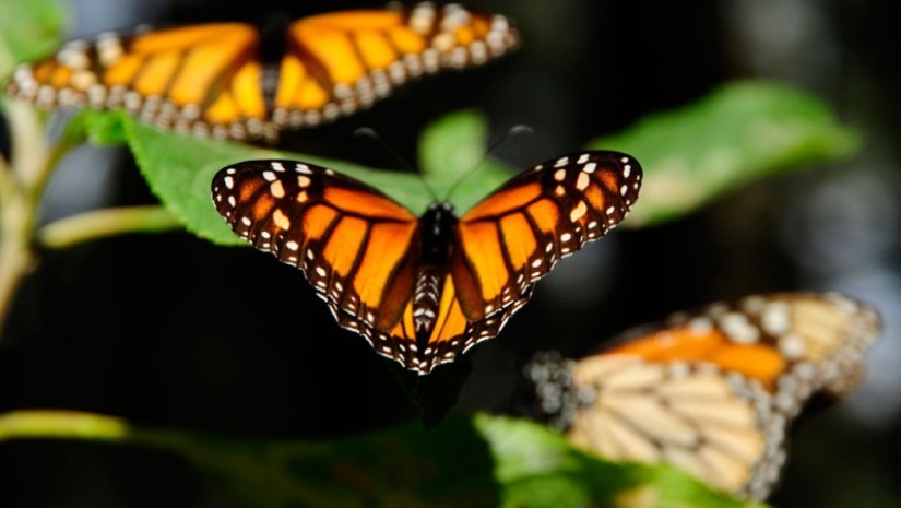 Migración de mariposas monarca Migración de mariposas monarca
