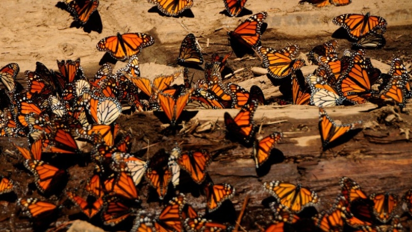 Migración de mariposas monarca Migración de mariposas monarca