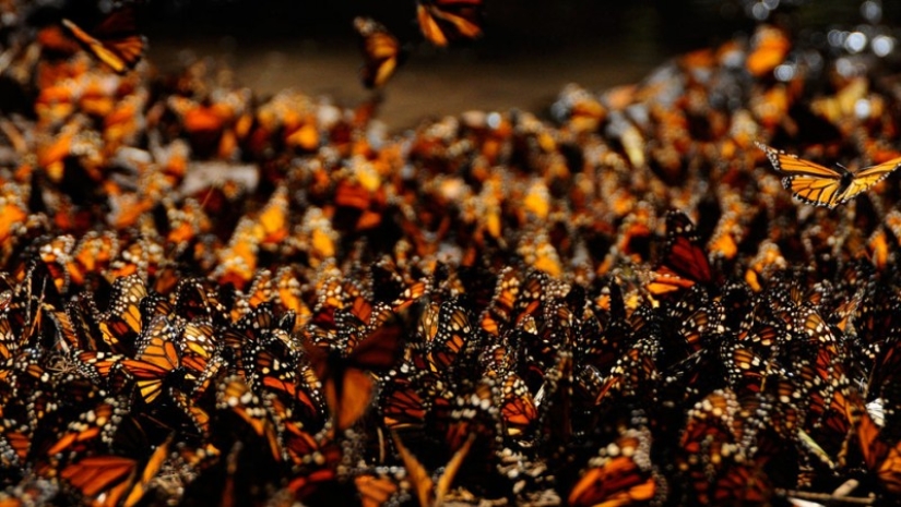 Migración de mariposas monarca Migración de mariposas monarca
