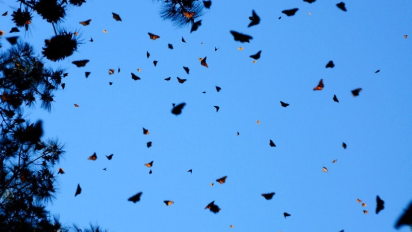 Migración de mariposas monarca Migración de mariposas monarca