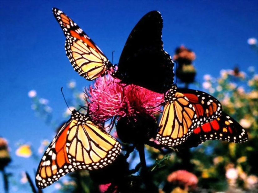 Migración de mariposas monarca Migración de mariposas monarca