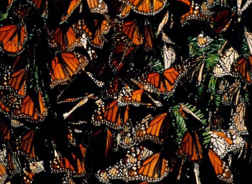 Migración de mariposas monarca Migración de mariposas monarca