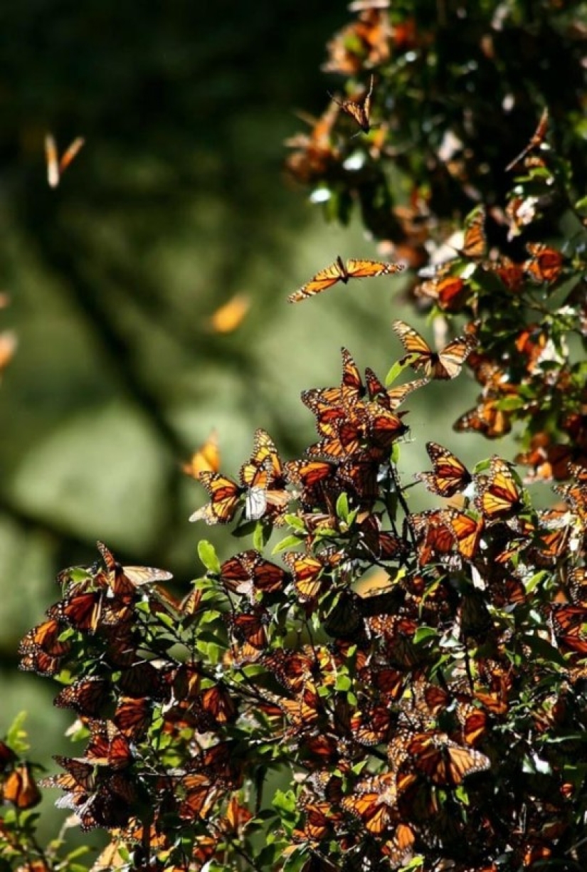 Migration of monarch butterflies Migration of monarch butterflies