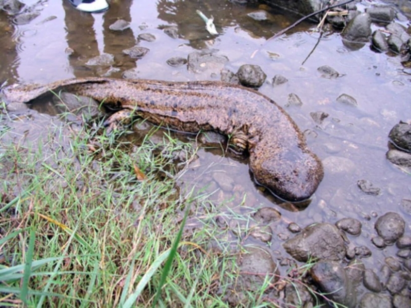 Milagro de Asia: 7 datos interesantes sobre la salamandra gigante japonesa Milagro de Asia: 7 datos interesantes sobre la salamandra gigante japonesa