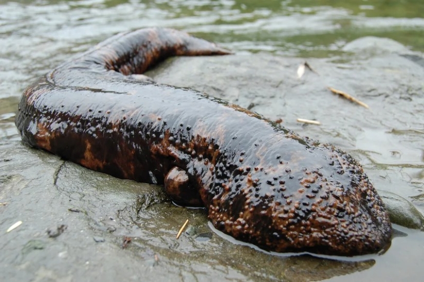 Milagro de Asia: 7 datos interesantes sobre la salamandra gigante japonesa Milagro de Asia: 7 datos interesantes sobre la salamandra gigante japonesa