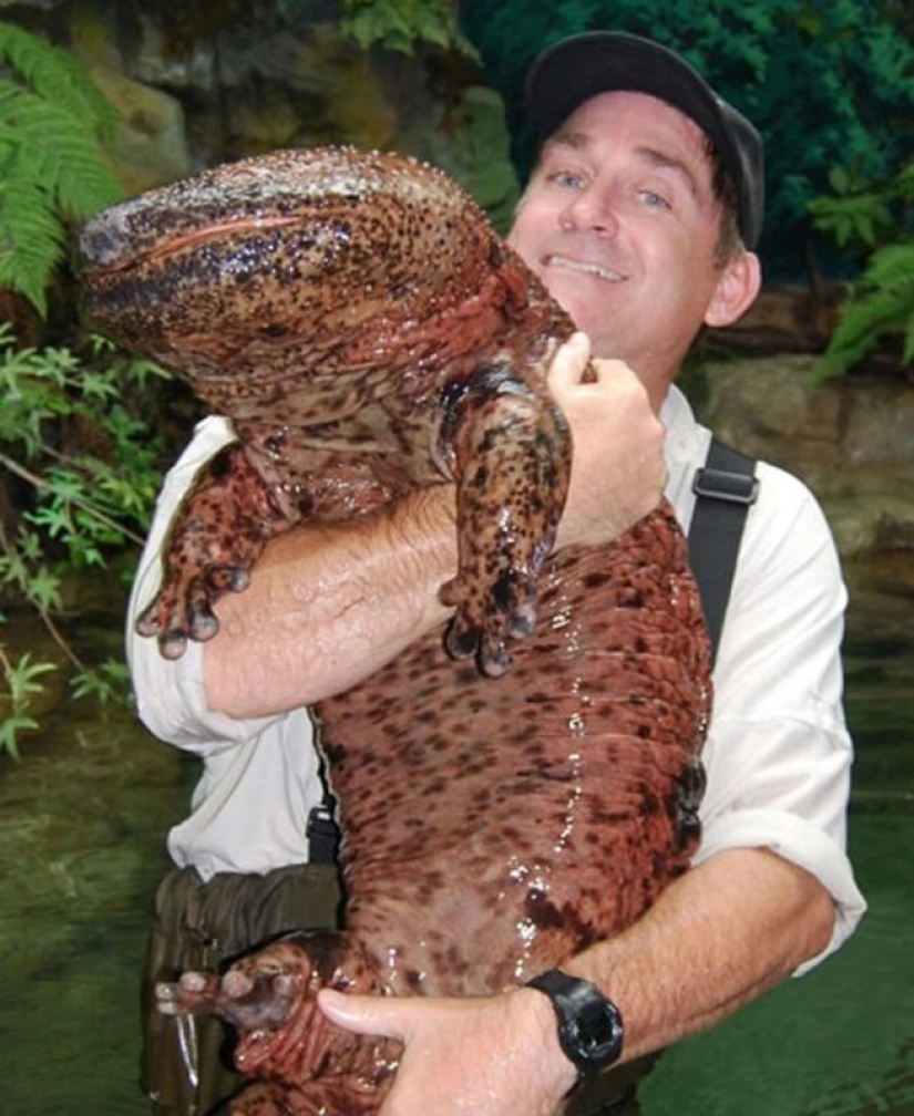 Milagro de Asia: 7 datos interesantes sobre la salamandra gigante japonesa Milagro de Asia: 7 datos interesantes sobre la salamandra gigante japonesa