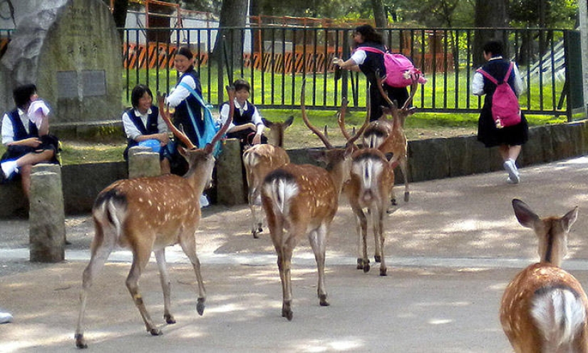 Miles de ciervos inundan las calles de la ciudad japonesa de Nara Miles de ciervos inundan las calles de la ciudad japonesa de Nara