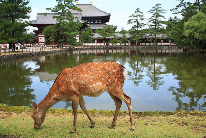Miles de ciervos inundan las calles de la ciudad japonesa de Nara Miles de ciervos inundan las calles de la ciudad japonesa de Nara