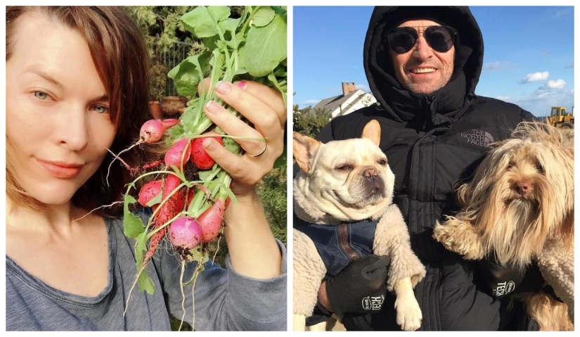 Milla Jovovich with radish and Hugh Jackman dogs: 20 unusual images of stars Milla Jovovich with radish and Hugh Jackman dogs: 20 unusual images of stars