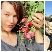 Milla Jovovich with radish and Hugh Jackman dogs: 20 unusual images of stars Milla Jovovich with radish and Hugh Jackman dogs: 20 unusual images of stars
