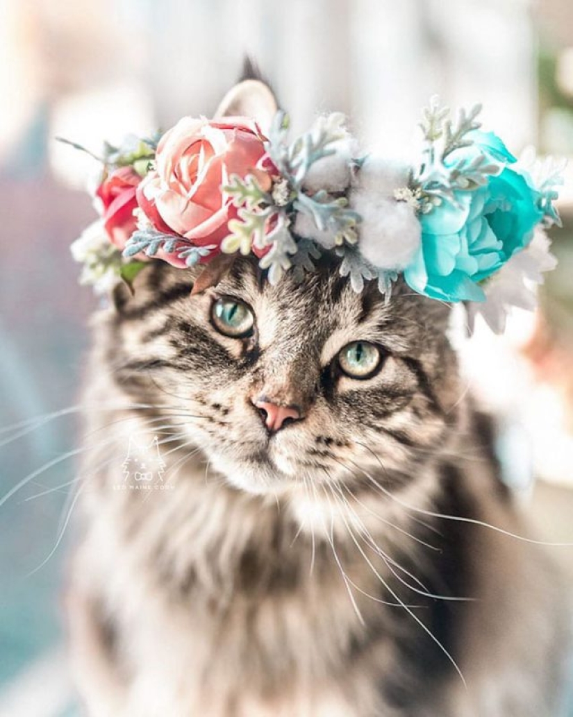 Milota cuadrado: 25 Mascotas en floral corona de un talentoso diseñador