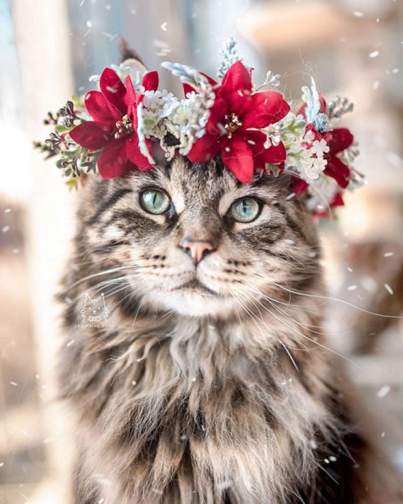 Milota cuadrado: 25 Mascotas en floral corona de un talentoso diseñador