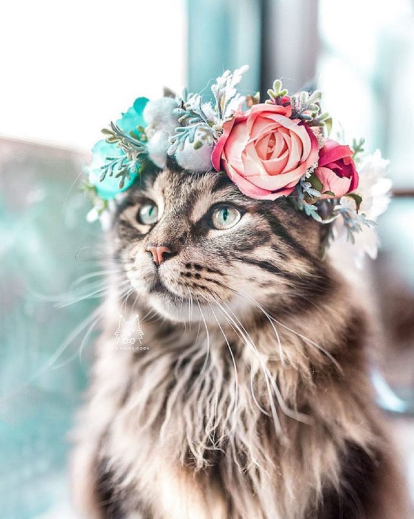 Milota cuadrado: 25 Mascotas en floral corona de un talentoso diseñador