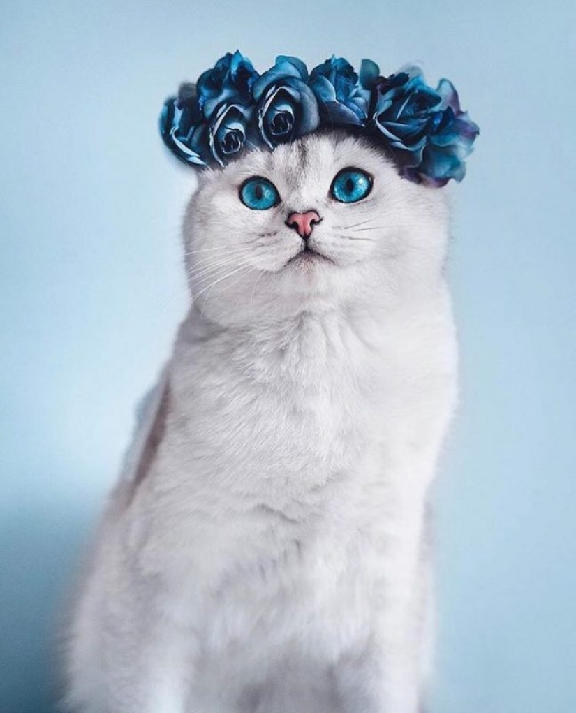 Milota cuadrado: 25 Mascotas en floral corona de un talentoso diseñador