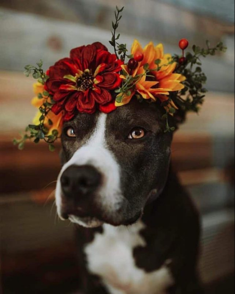 Milota cuadrado: 25 Mascotas en floral corona de un talentoso diseñador