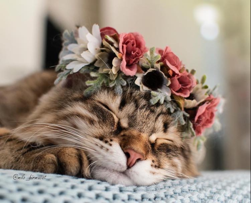 Milota cuadrado: 25 Mascotas en floral corona de un talentoso diseñador