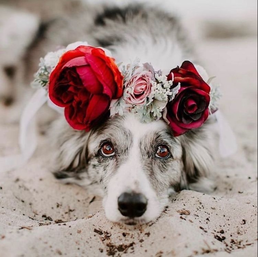 Milota cuadrado: 25 Mascotas en floral corona de un talentoso diseñador