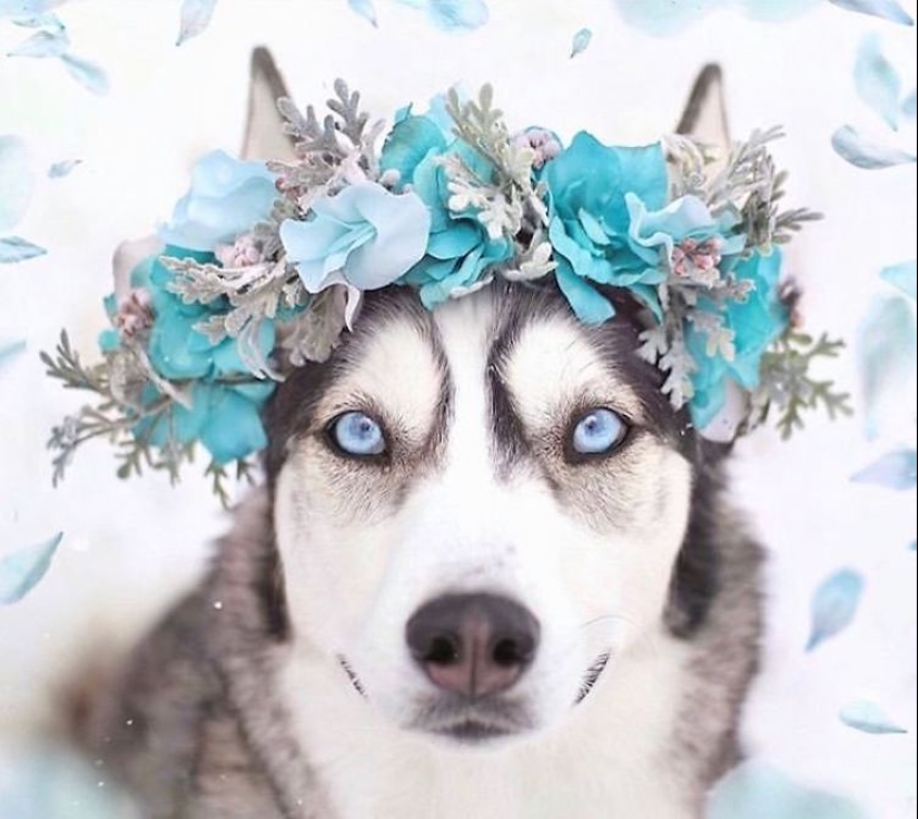 Milota cuadrado: 25 Mascotas en floral corona de un talentoso diseñador