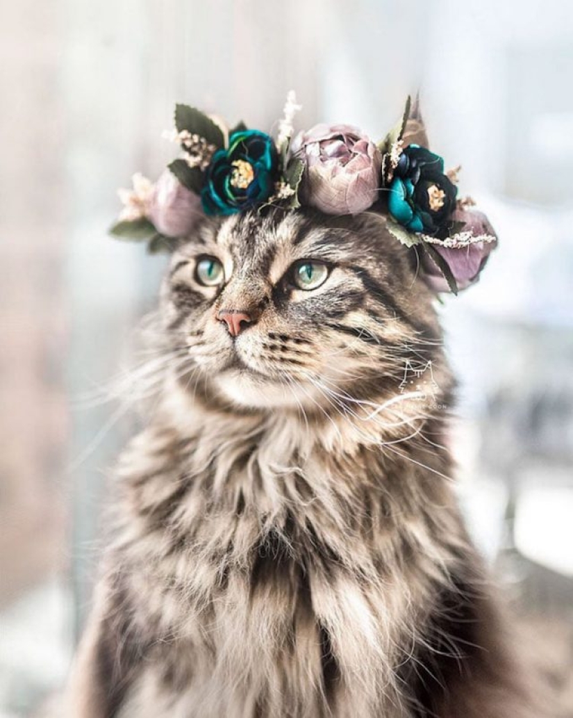 Milota cuadrado: 25 Mascotas en floral corona de un talentoso diseñador