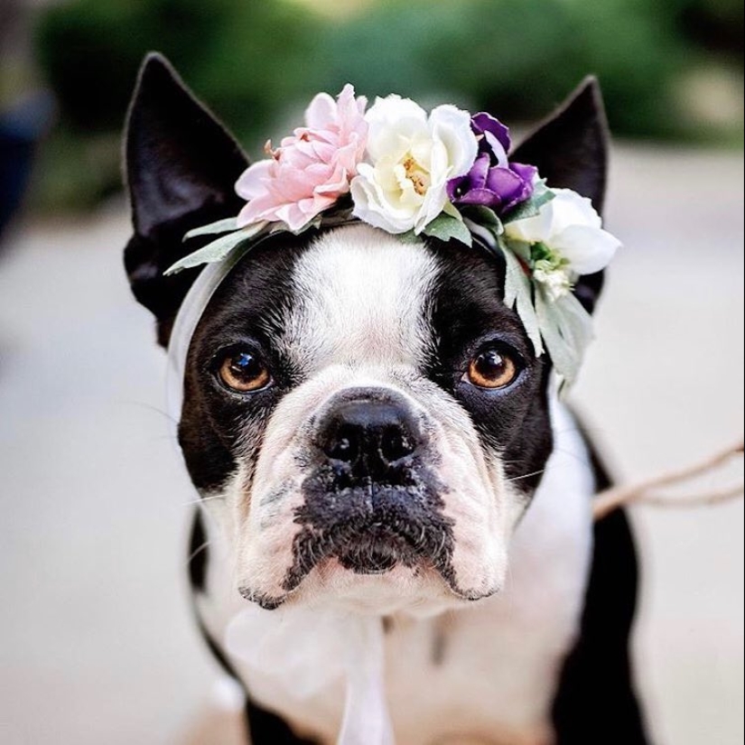 Milota cuadrado: 25 Mascotas en floral corona de un talentoso diseñador