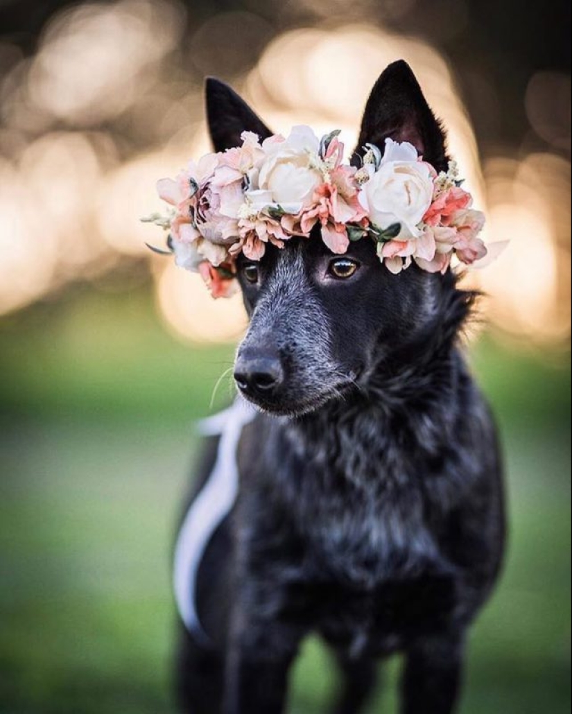 Milota cuadrado: 25 Mascotas en floral corona de un talentoso diseñador