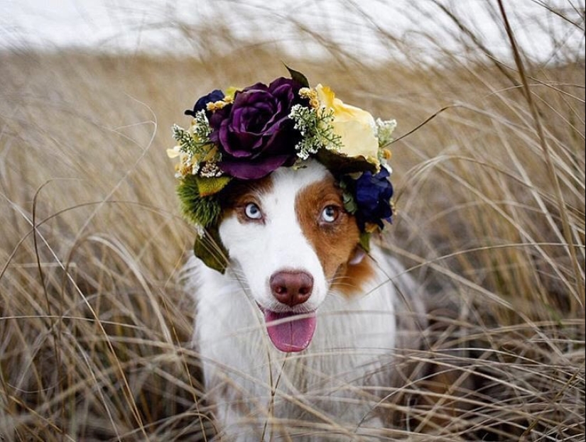 Milota cuadrado: 25 Mascotas en floral corona de un talentoso diseñador