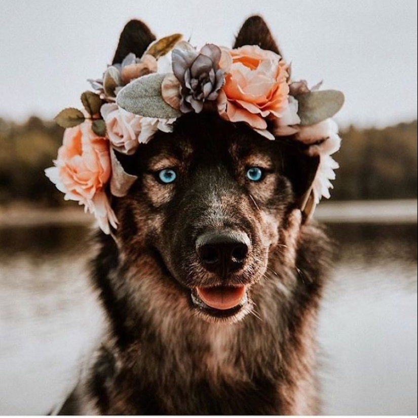 Milota cuadrado: 25 Mascotas en floral corona de un talentoso diseñador