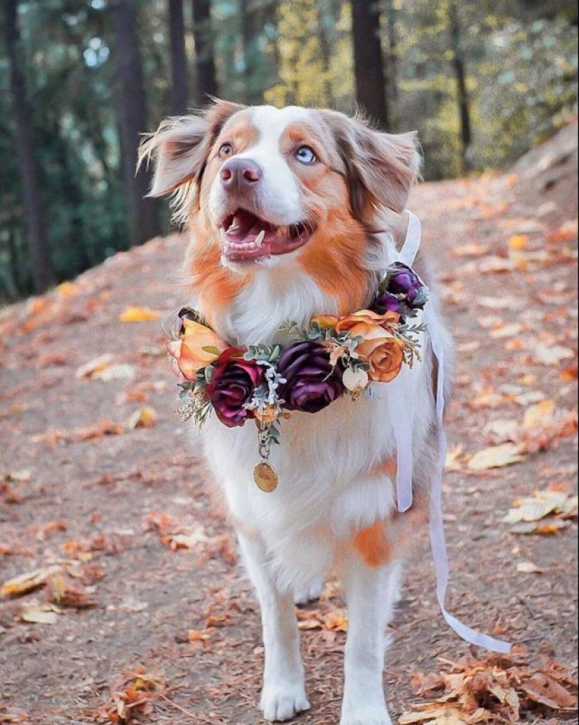 Milota cuadrado: 25 Mascotas en floral corona de un talentoso diseñador
