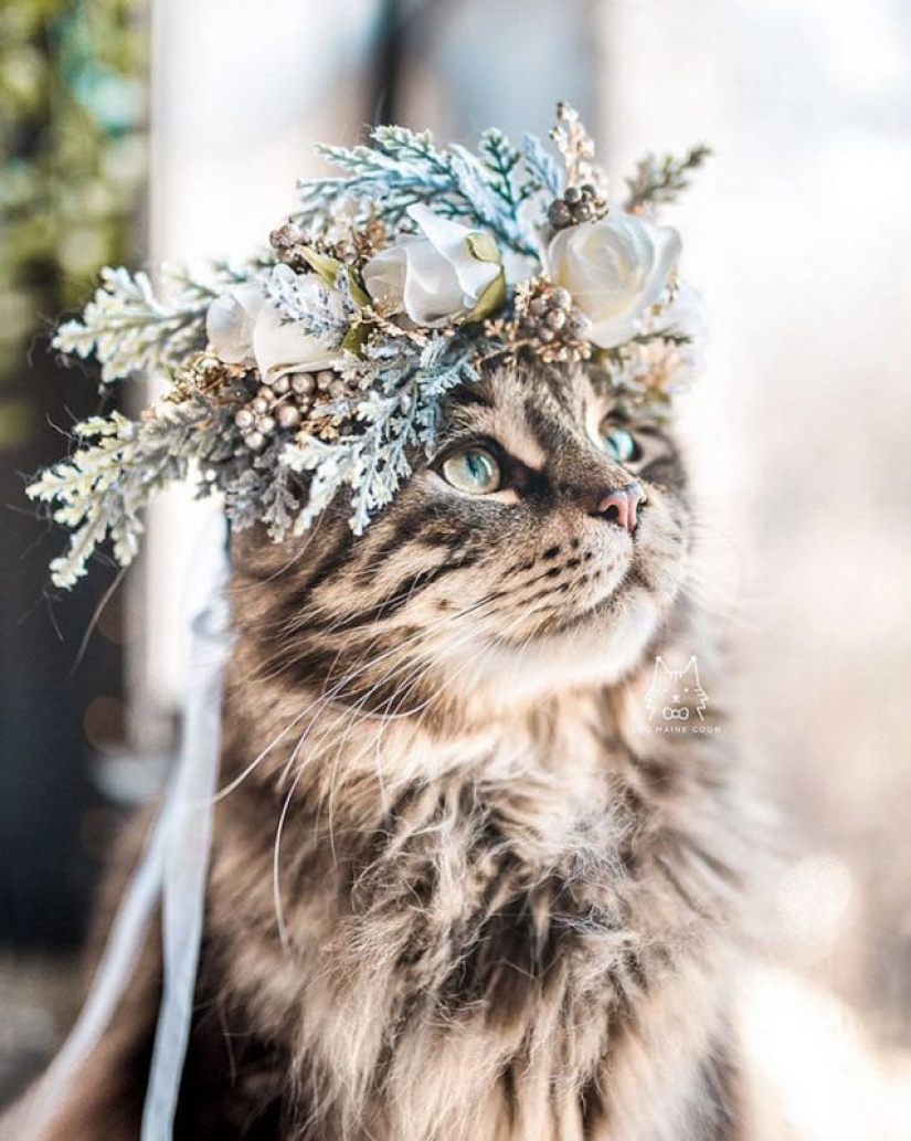 Milota cuadrado: 25 Mascotas en floral corona de un talentoso diseñador