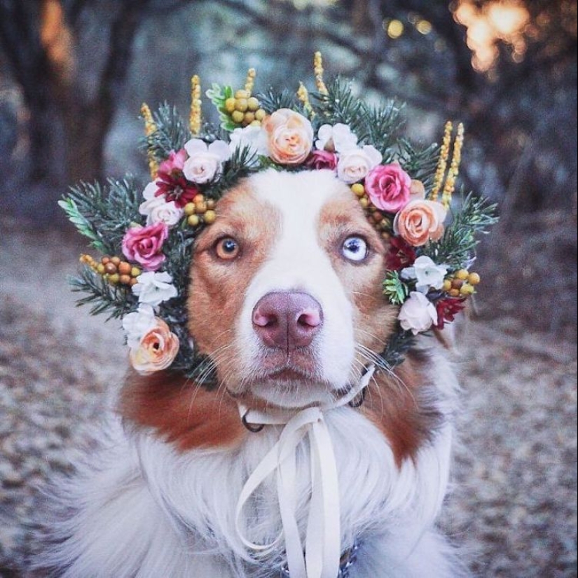 Milota cuadrado: 25 Mascotas en floral corona de un talentoso diseñador