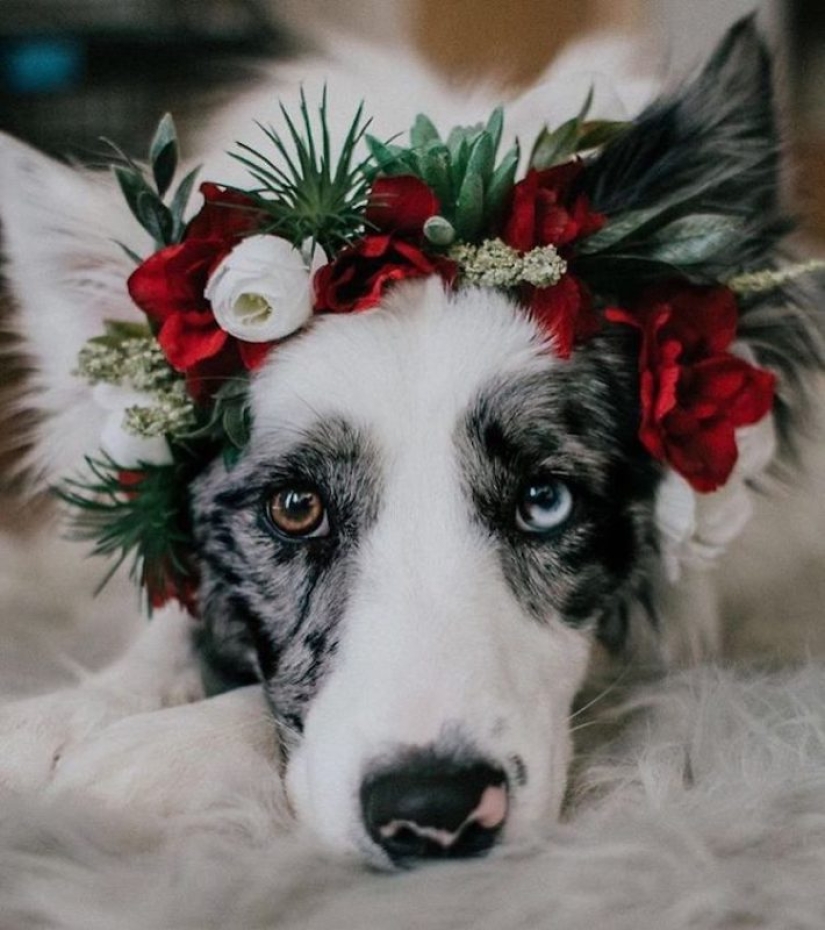 Milota squared: 25 Pets in floral wreath from a talented designer