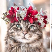 Milota squared: 25 Pets in floral wreath from a talented designer Milota squared: 25 Pets in floral wreath from a talented designer