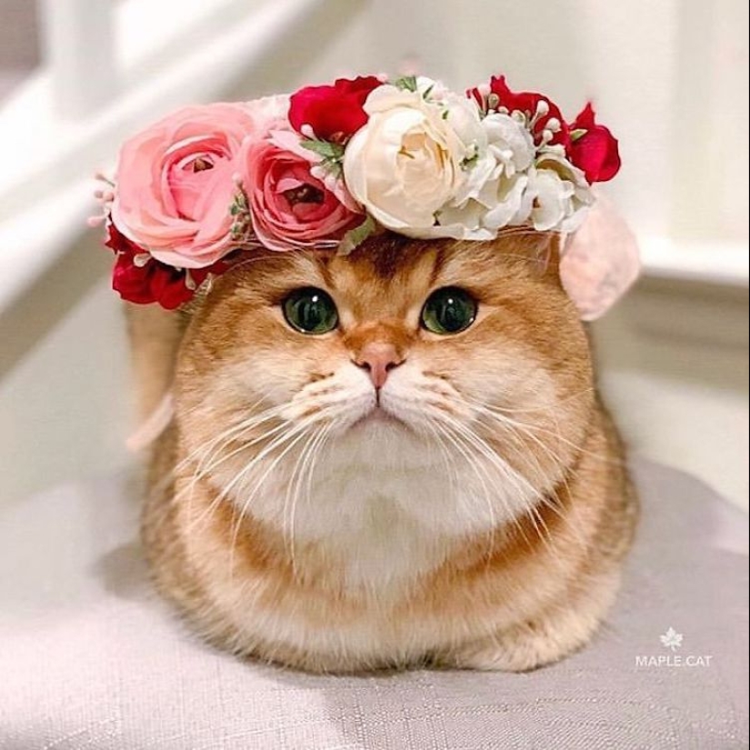 Milota squared: 25 Pets in floral wreath from a talented designer