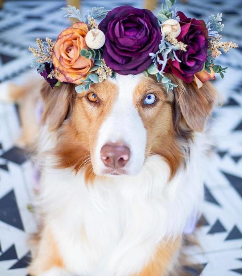 Milota squared: 25 Pets in floral wreath from a talented designer