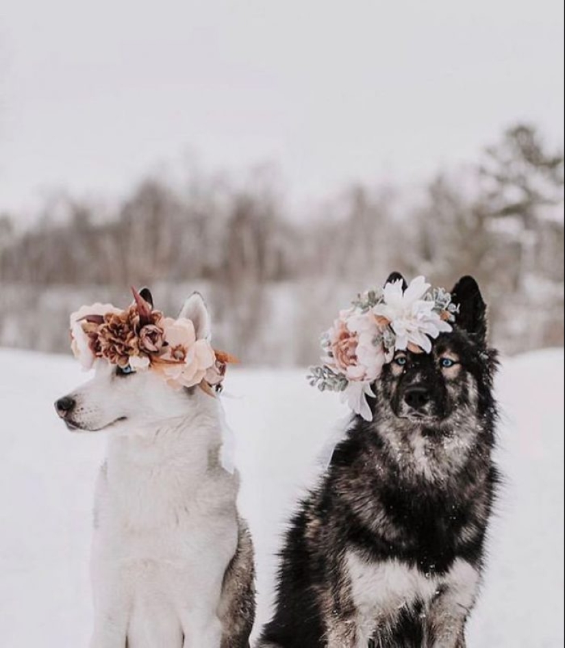 Milota squared: 25 Pets in floral wreath from a talented designer
