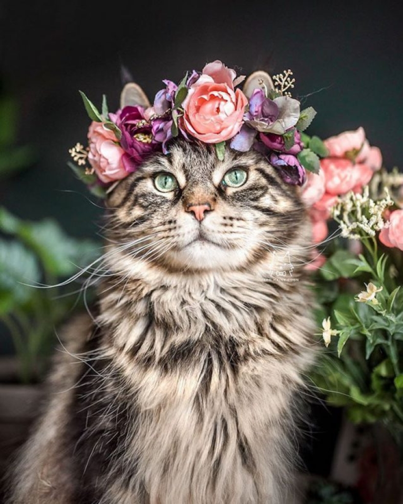 Milota squared: 25 Pets in floral wreath from a talented designer