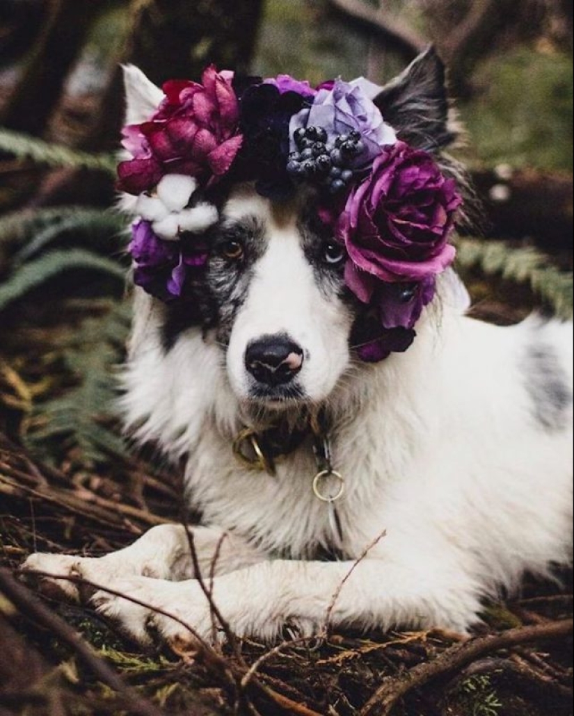 Milota squared: 25 Pets in floral wreath from a talented designer