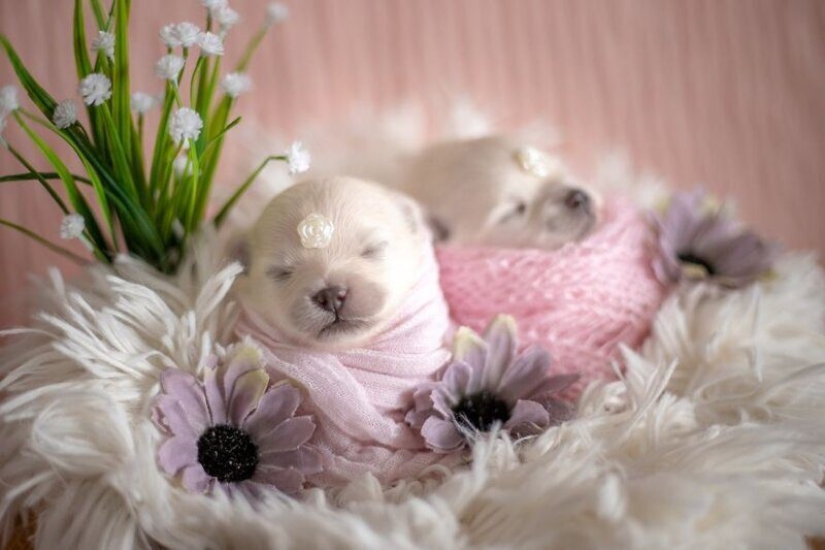 Miminost rollos: una maravillosa sesión de fotos de los cachorros recién nacidos Miminost rollos: una maravillosa sesión de fotos de los cachorros recién nacidos