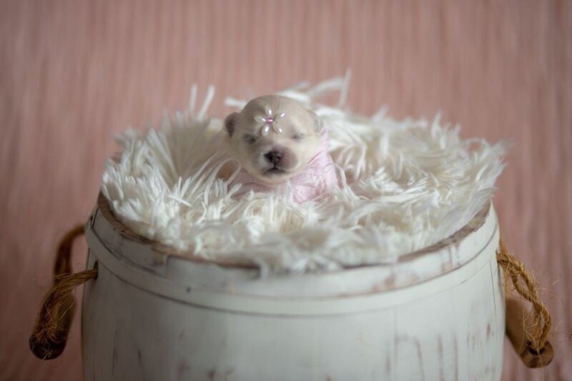 Miminost rollos: una maravillosa sesión de fotos de los cachorros recién nacidos Miminost rollos: una maravillosa sesión de fotos de los cachorros recién nacidos