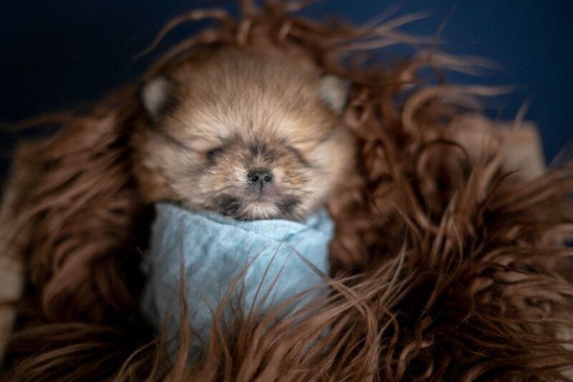 Miminost rollos: una maravillosa sesión de fotos de los cachorros recién nacidos Miminost rollos: una maravillosa sesión de fotos de los cachorros recién nacidos