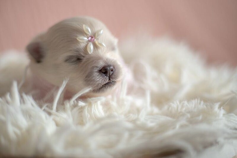 Miminost rollos: una maravillosa sesión de fotos de los cachorros recién nacidos Miminost rollos: una maravillosa sesión de fotos de los cachorros recién nacidos