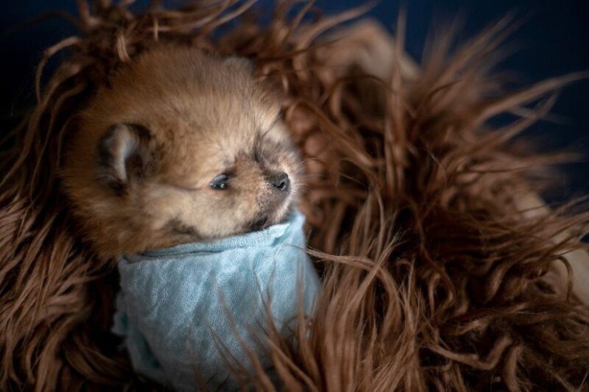Miminost rollos: una maravillosa sesión de fotos de los cachorros recién nacidos Miminost rollos: una maravillosa sesión de fotos de los cachorros recién nacidos